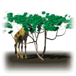 giraffe_behind_trees_lw
